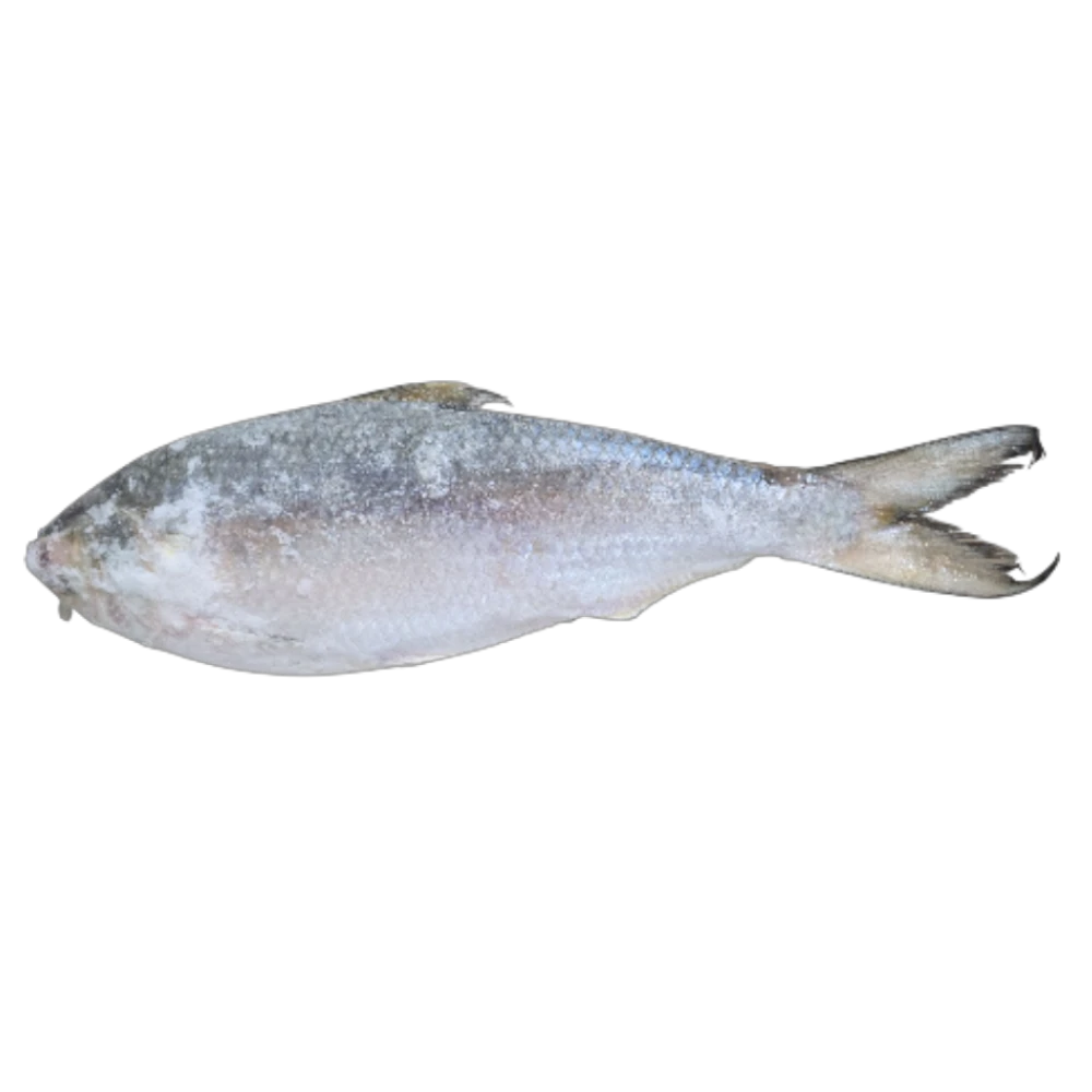 HILSHA (600-800)G
